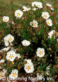 Cistus x dansereaui 'Decumbens'